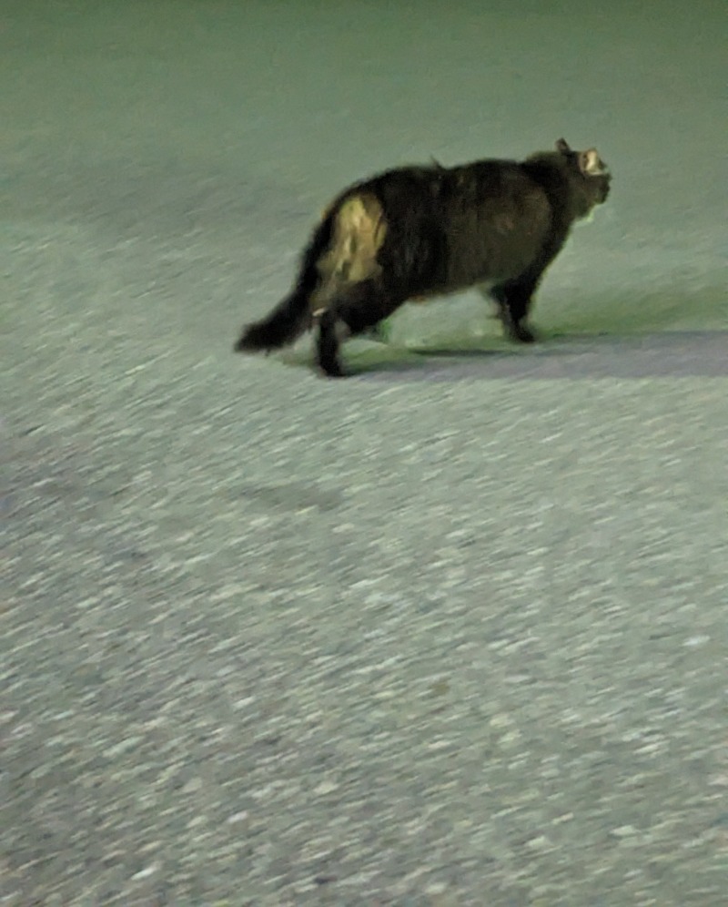 なっつるこさんの下賀茂温泉 銀の湯会館のサ活写真
