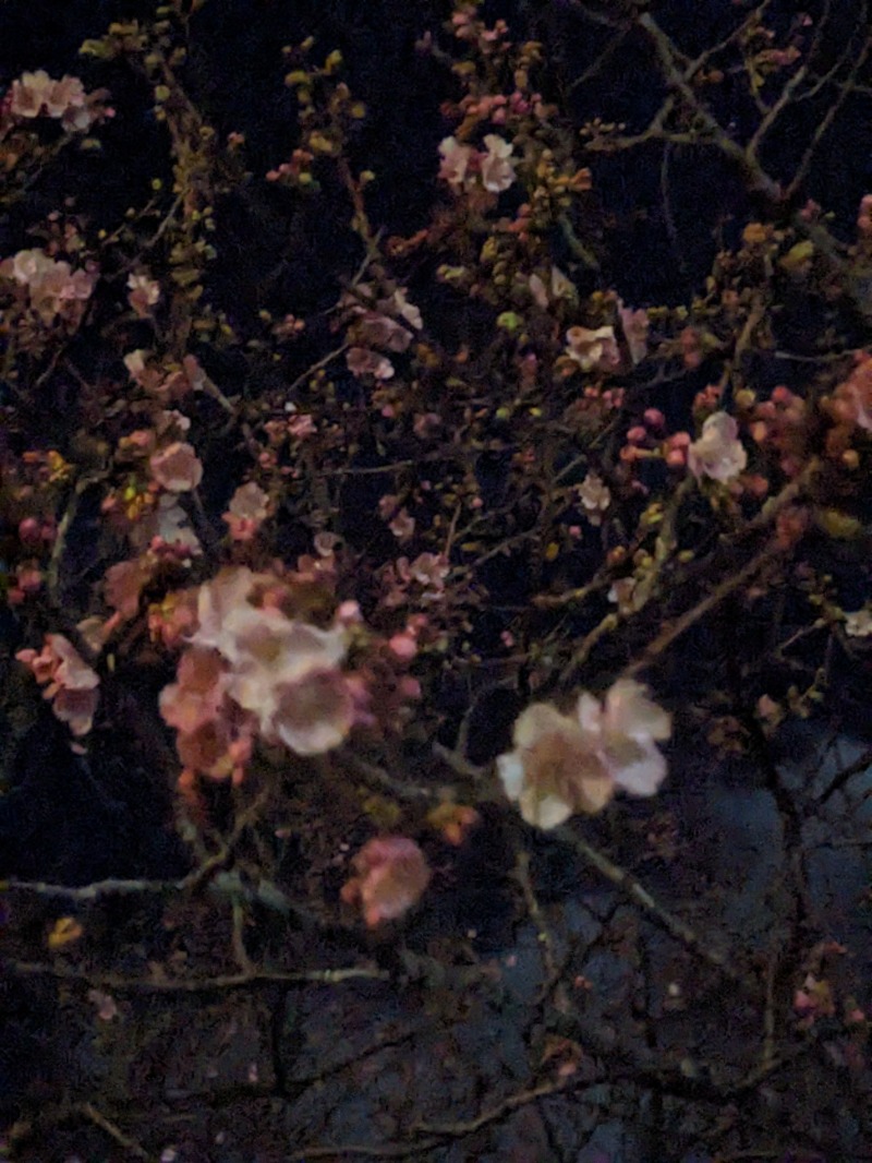 なっつるこさんの下賀茂温泉 銀の湯会館のサ活写真