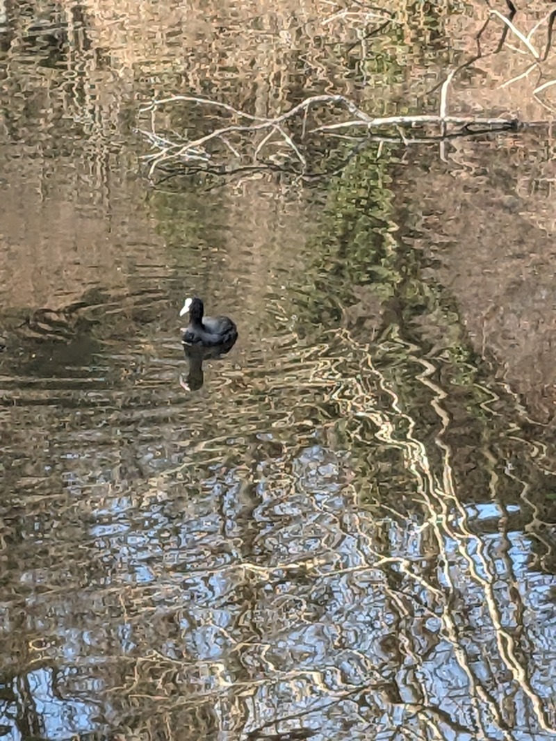 なっつるこさんの熱川プリンスホテルのサ活写真
