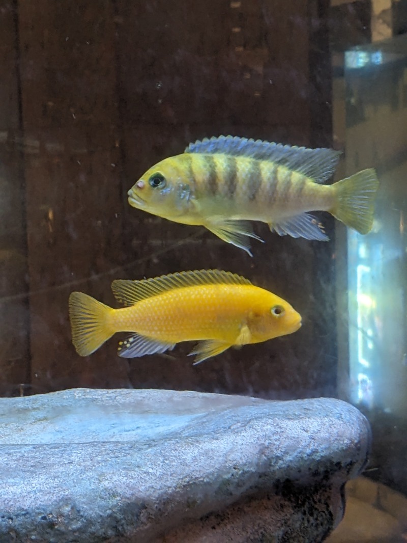 なっつるこさんの黒船ホテルのサ活写真