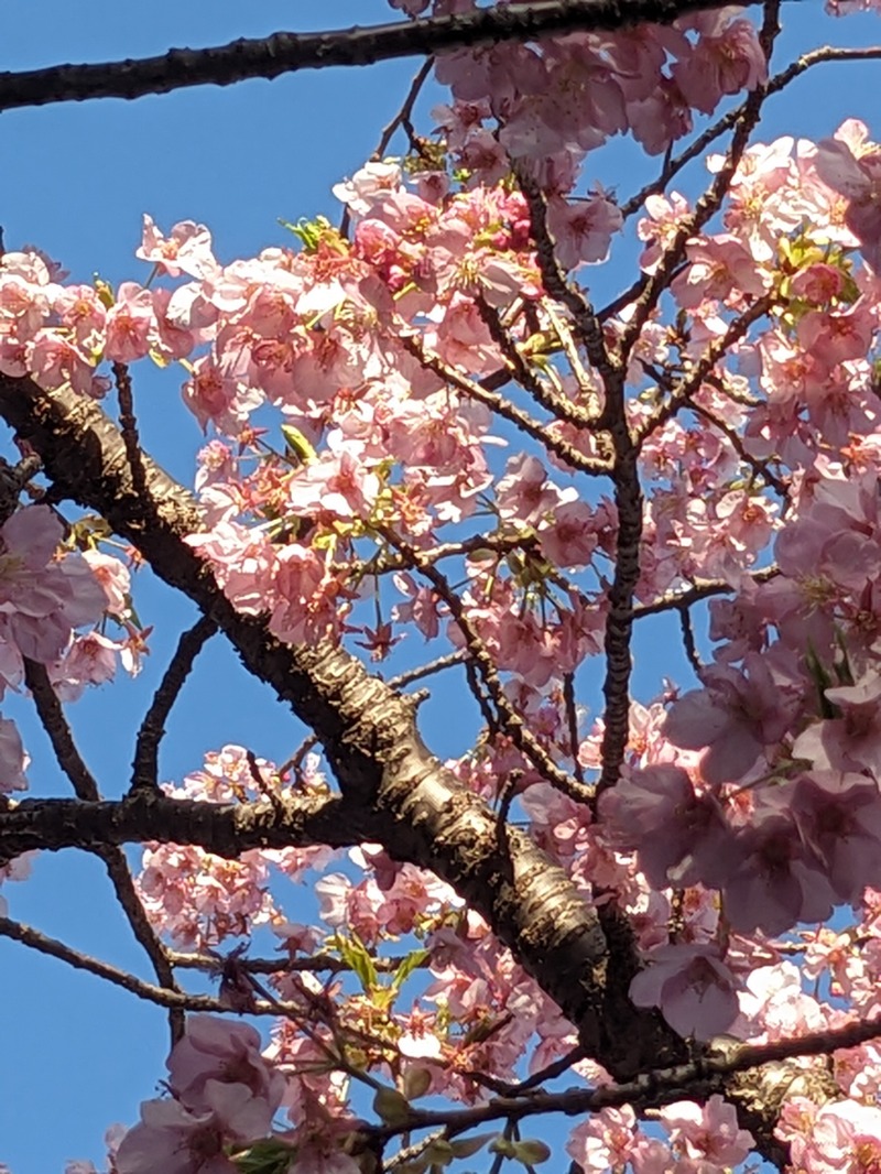 なっつるこさんのリブマックスリゾート伊東川奈のサ活写真