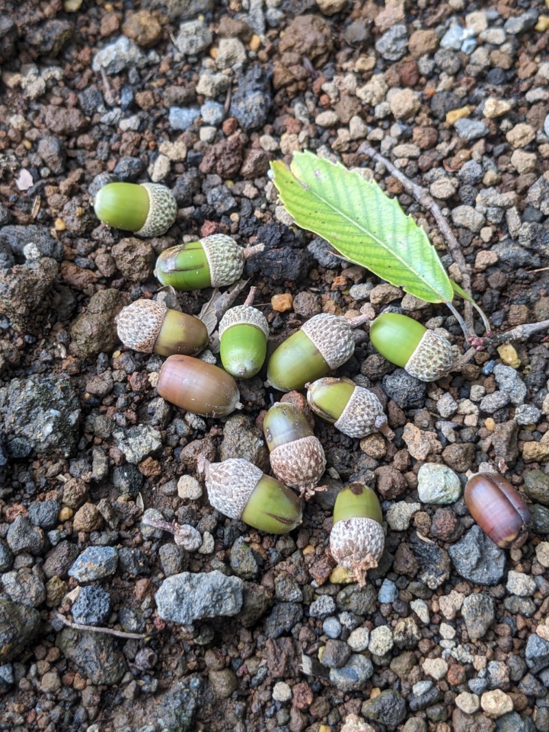 なっつるこさんの水の家のサ活写真
