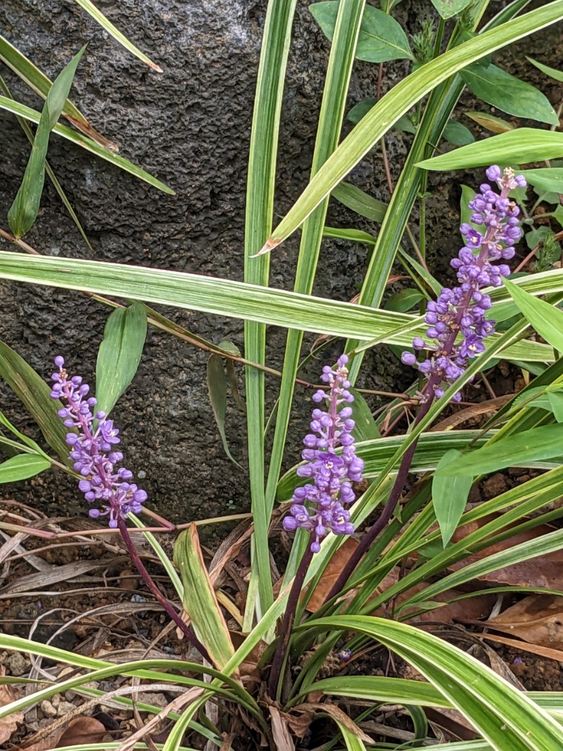 なっつるこさんの水の家のサ活写真