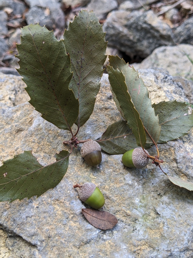 なっつるこさんの水の家のサ活写真