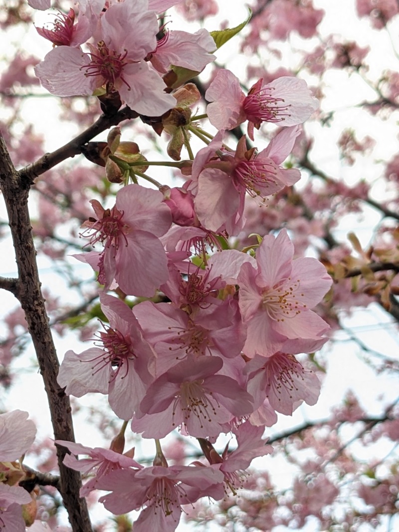 なっつるこさんの水の家のサ活写真