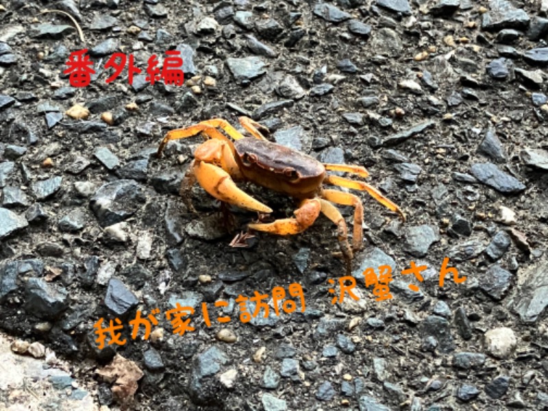 ミントちんさんのカルナパーク花立山温泉のサ活写真