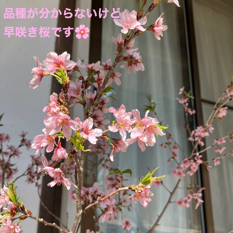 ミントちんさんのカルナパーク花立山温泉のサ活写真