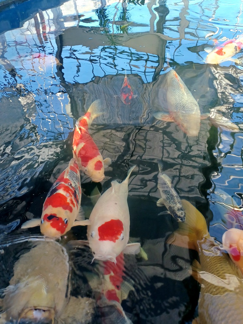 しょう1188さんの光明石温泉 福岡の湯のサ活写真