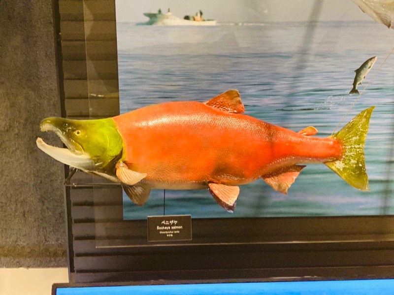 紅鮭さんの新居浜温泉パナスのサ活写真