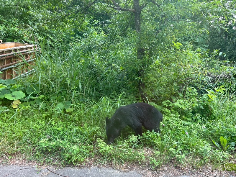 あたごさんの後生掛温泉のサ活写真