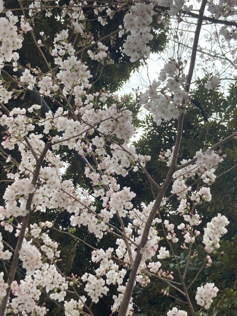 清水金春🟡さんのドシー恵比寿のサ活写真