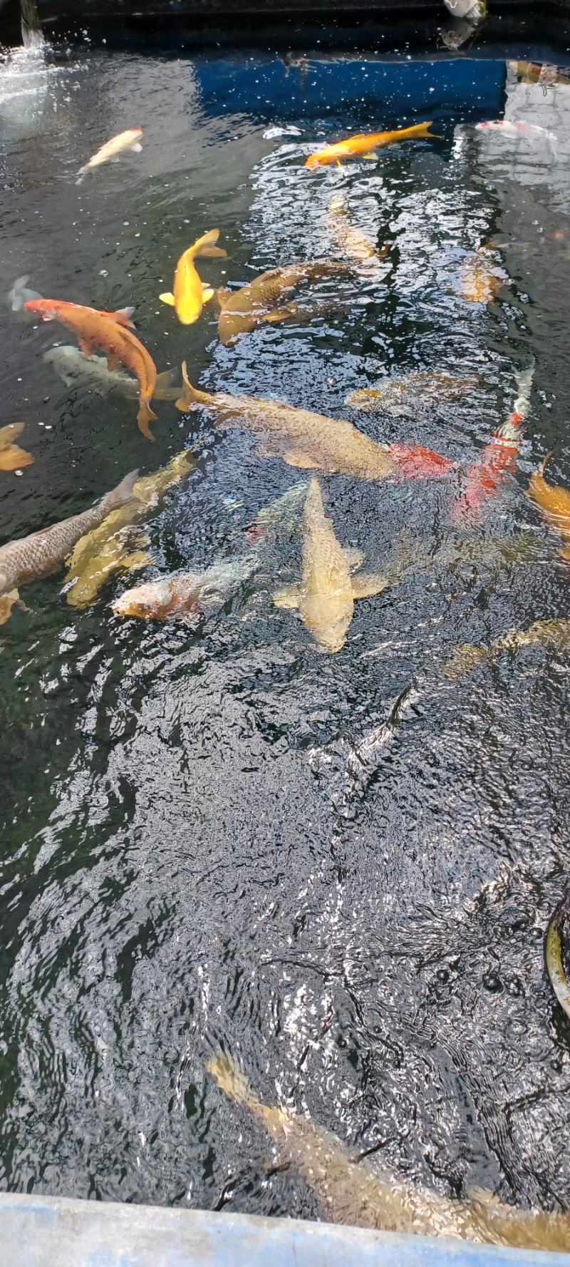 しょう1188さんの光明石温泉 福岡の湯のサ活写真