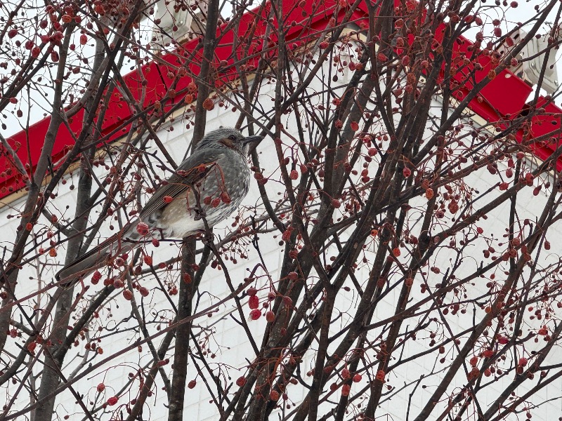 🎌けめちん🎌さんの札幌 北広島クラッセホテル  楓楓のサ活写真