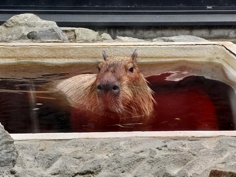 ゆうさんの石狩天然温泉 番屋の湯のサ活写真