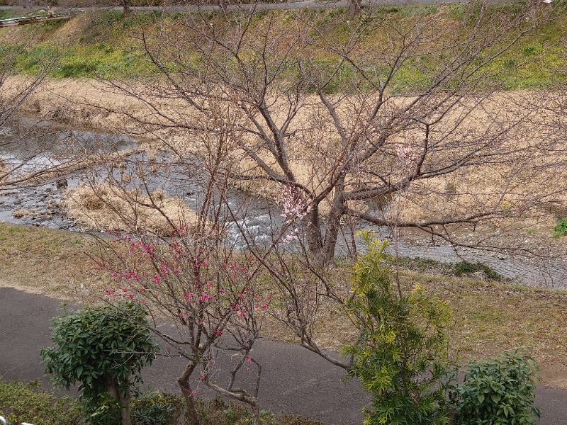 自由な旅人さんの下賀茂温泉 銀の湯会館のサ活写真