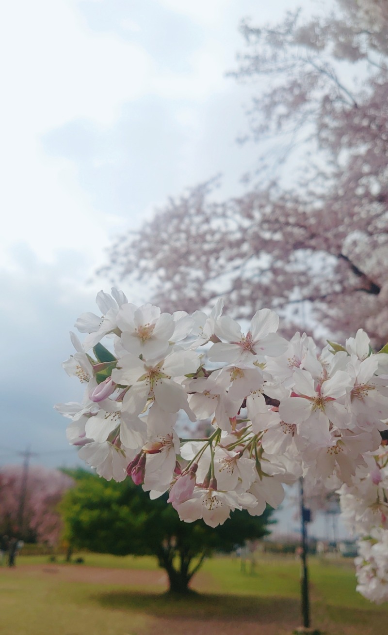 らいぴーたろさんのおふろの王様 多摩百草店のサ活写真