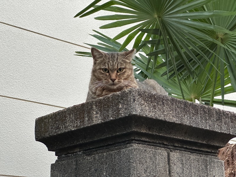 唐揚げの錬金術師さんの十條湯のサ活写真