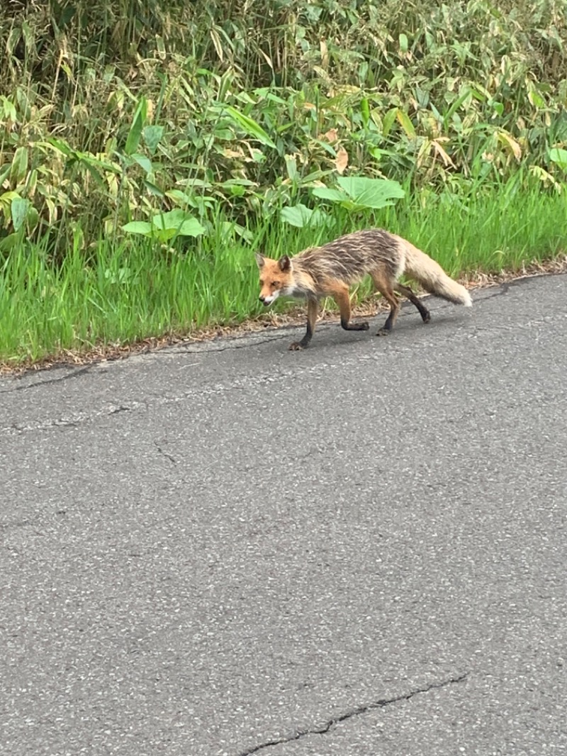 ホッシーさんの吹上温泉保養センター 白銀荘のサ活写真