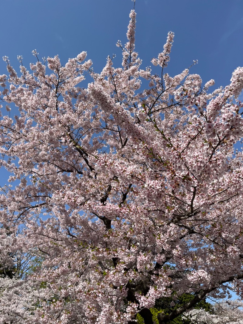 シン•毛穴バカさんの田家の湯のサ活写真