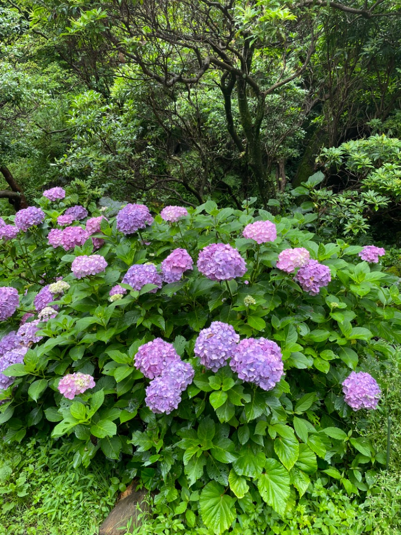 虫親父さんの箱根 絶景日帰り温泉 龍宮殿本館のサ活写真