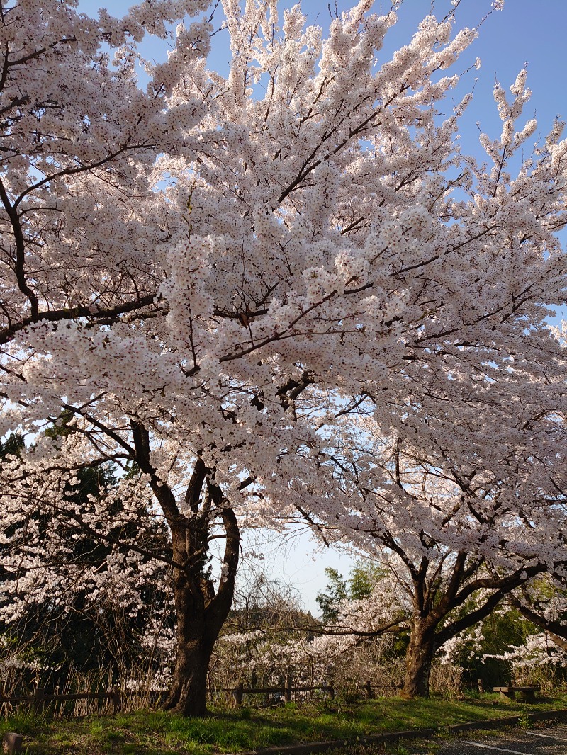 teririnさんのごまどう 湯っ多里館のサ活写真