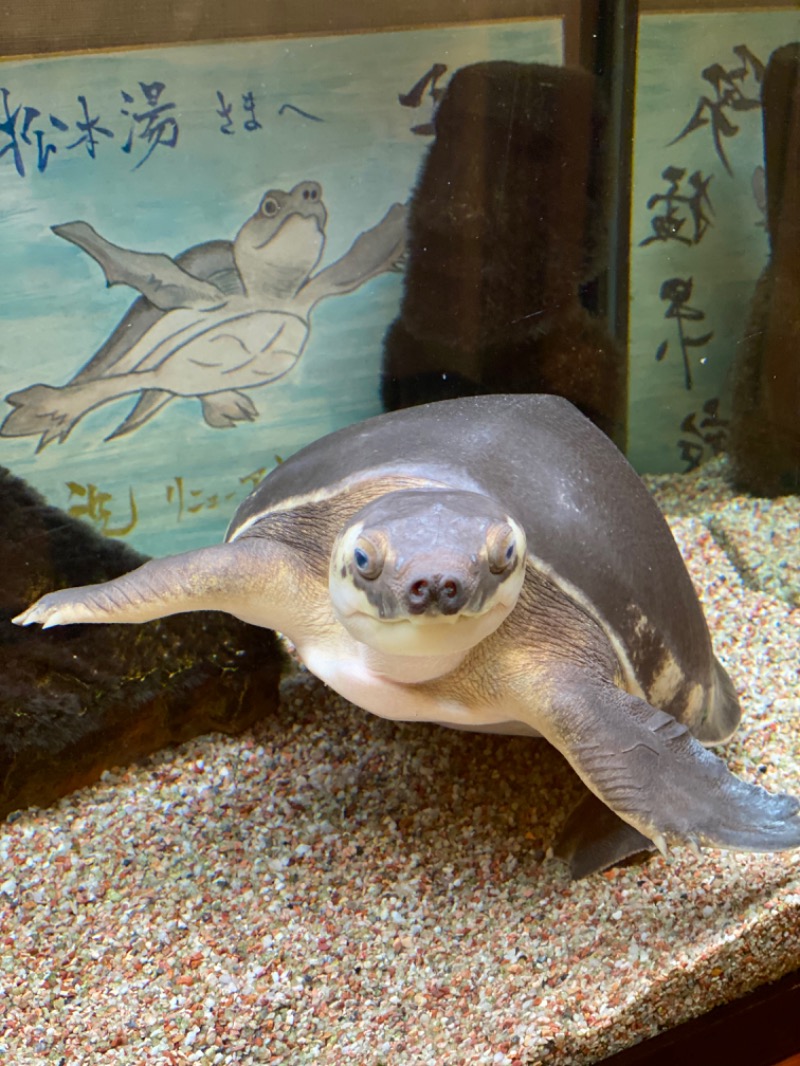 ふくすけさんの松本湯のサ活写真