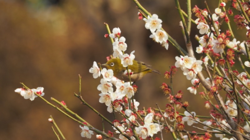 まめちちさんの桜館のサ活写真