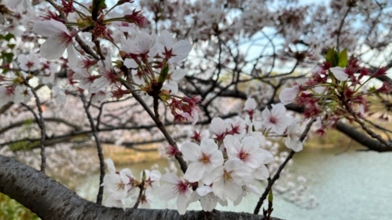 蒸太郎さんの名東温泉 花しょうぶのサ活写真