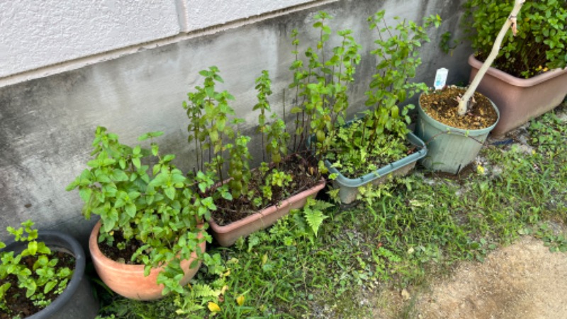 蒸太郎さんの平田温泉のサ活写真