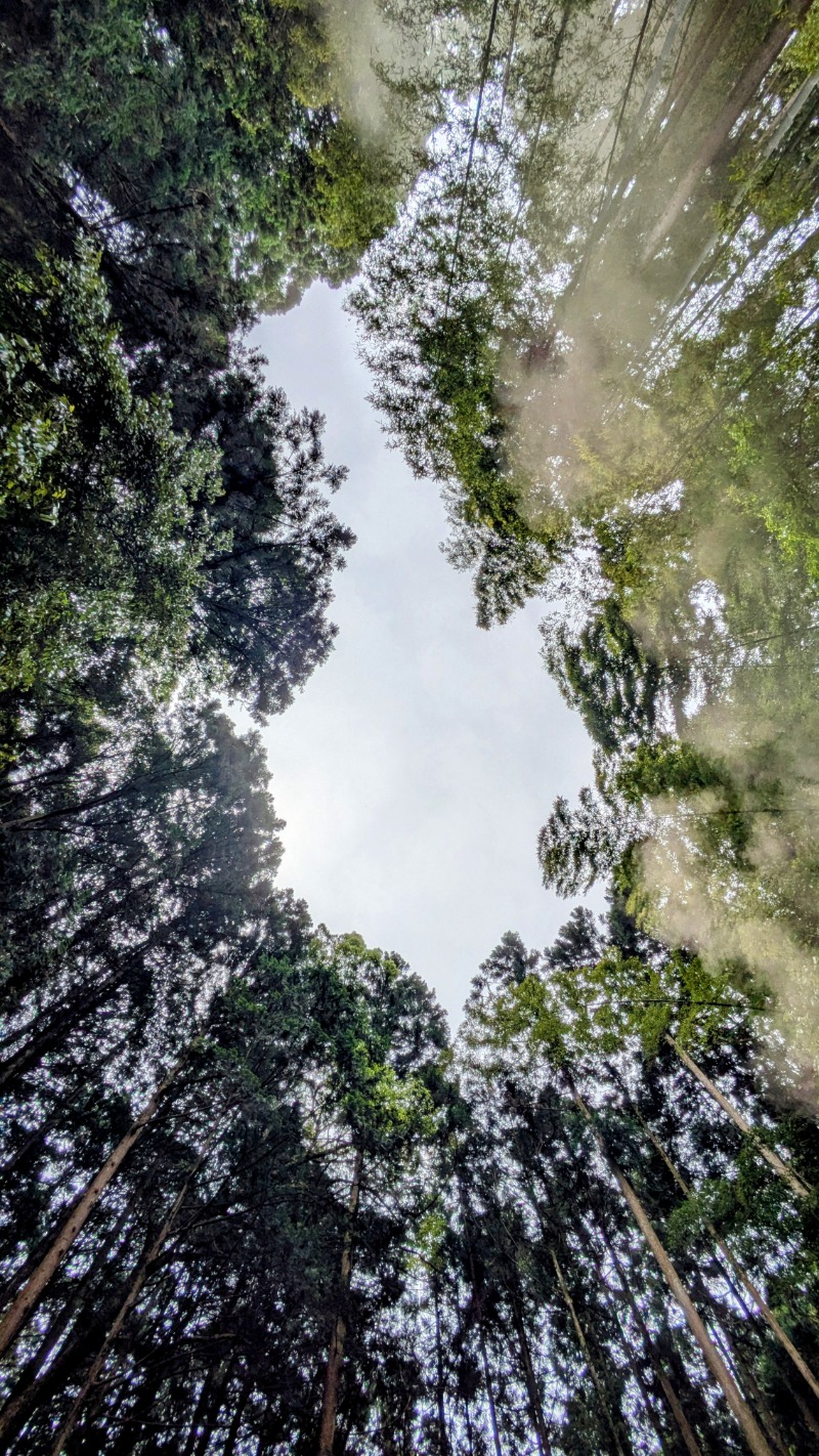 ボウズさんの森のサウナのサ活写真