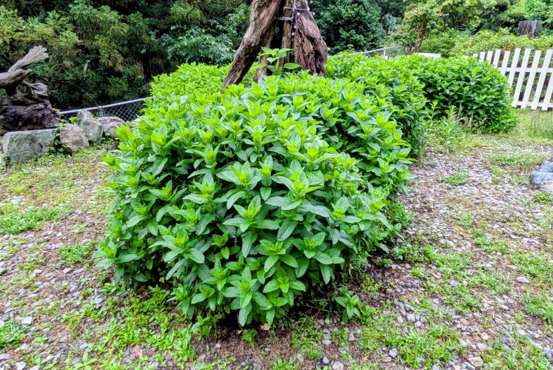 ボウズさんの山ノサウナ 廃校を貸切でのサ活写真