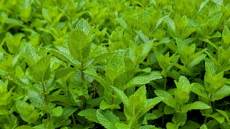 ボウズさんの山ノサウナ 廃校を貸切でのサ活写真