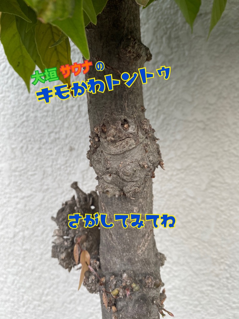 がらくそんさんの大垣サウナのサ活写真