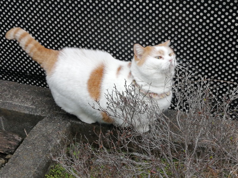 CoCoちん🐱👑さんの湯乃泉 東名厚木健康センターのサ活写真