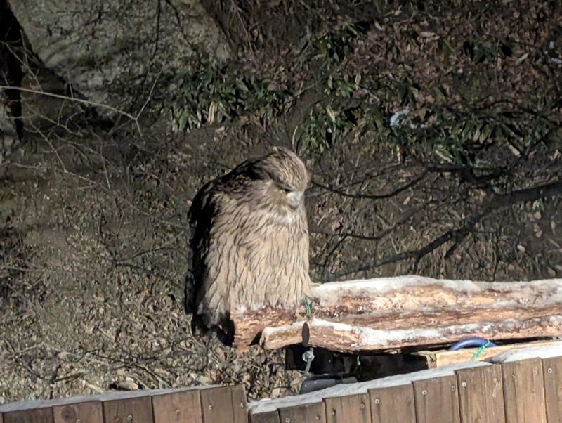 あーりーさんの湯宿だいいちのサ活写真