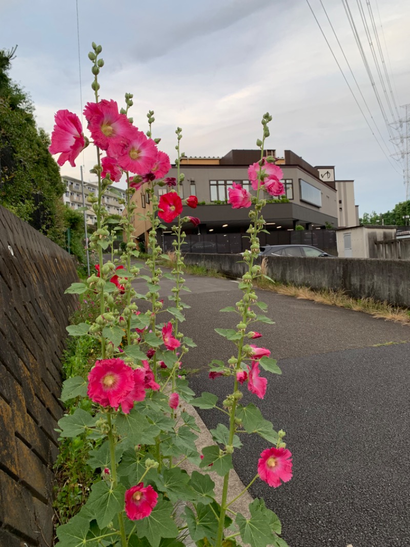 ゆき🍄さんの天然温泉すすき野 湯けむりの里のサ活写真