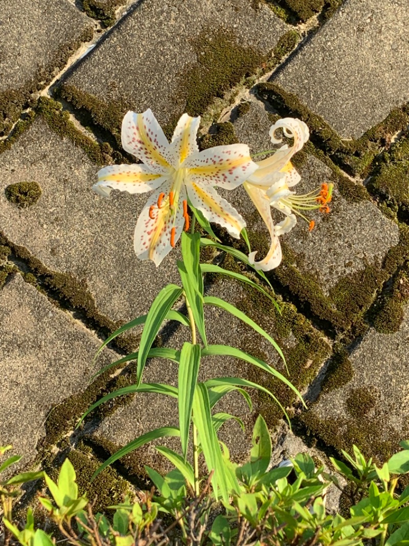 ゆき🍄さんの天然温泉すすき野 湯けむりの里のサ活写真