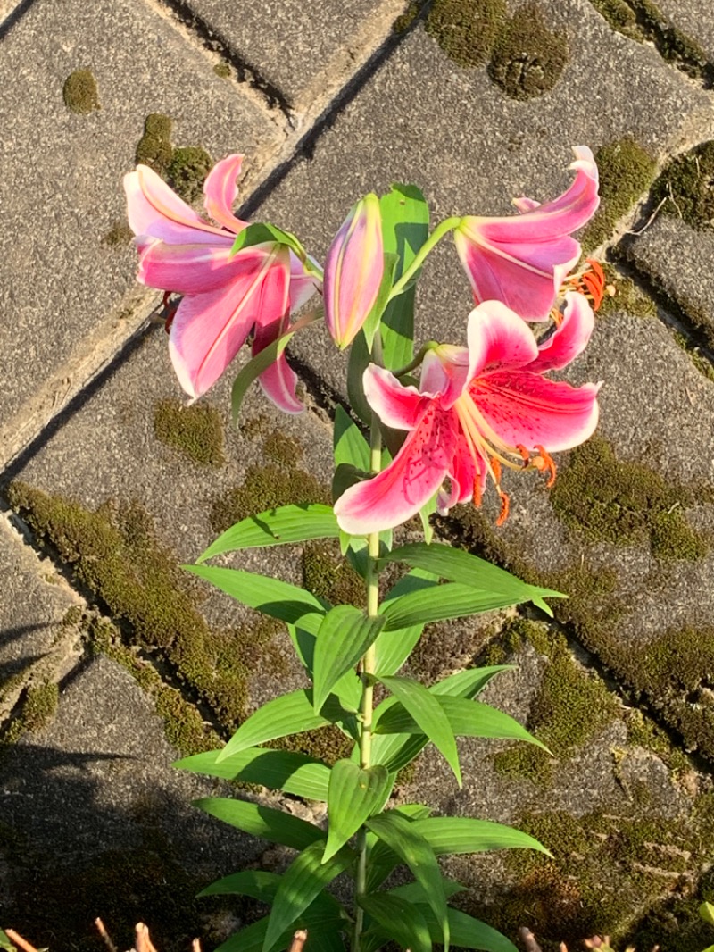 ゆき🍄さんの天然温泉すすき野 湯けむりの里のサ活写真