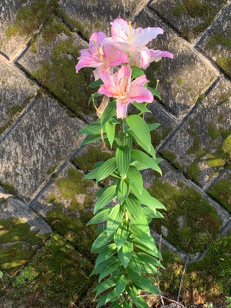 ゆき🍄さんの天然温泉すすき野 湯けむりの里のサ活写真