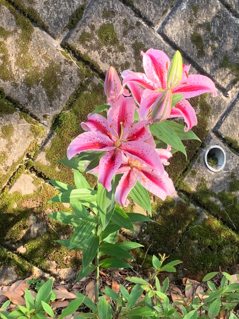 ゆき🍄さんの天然温泉すすき野 湯けむりの里のサ活写真