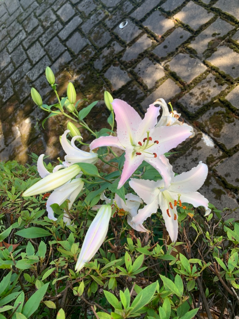 ゆき🍄さんの天然温泉すすき野 湯けむりの里のサ活写真