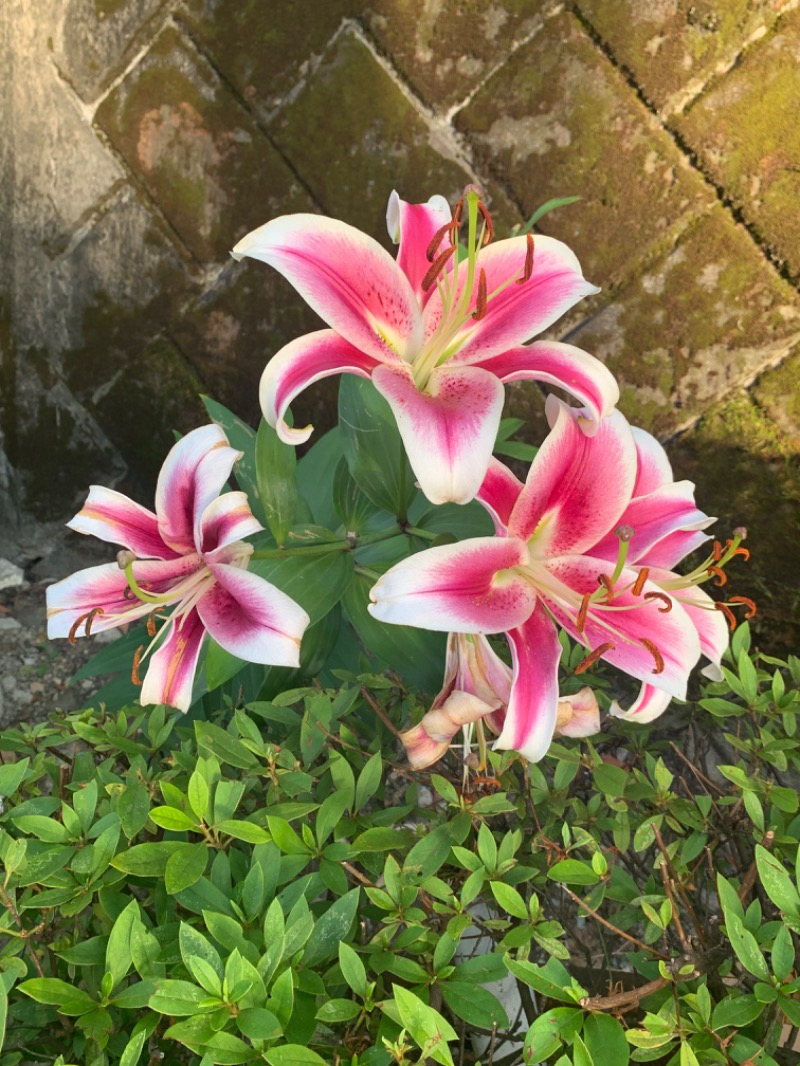 ゆき🍄さんの天然温泉すすき野 湯けむりの里のサ活写真