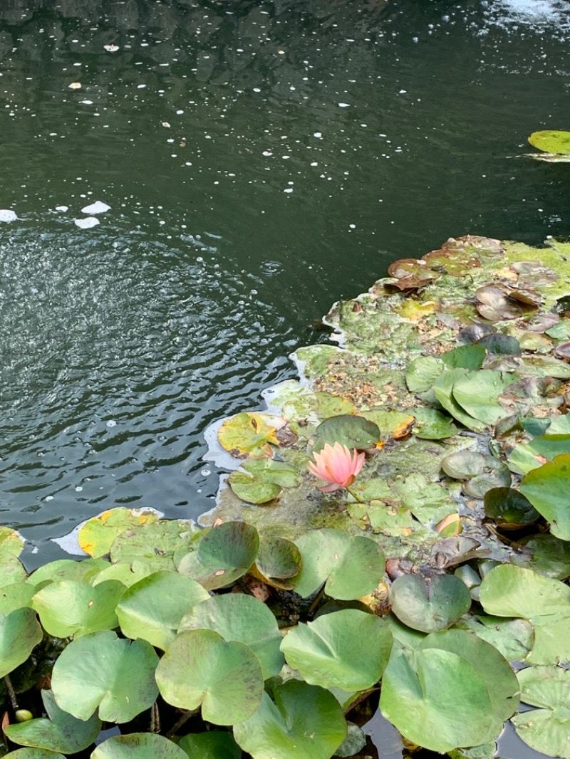 ゆき🍄さんの名水はだの富士見の湯のサ活写真