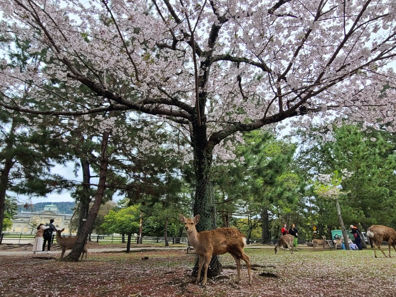 はっかっかさんの御所宝湯のサ活写真