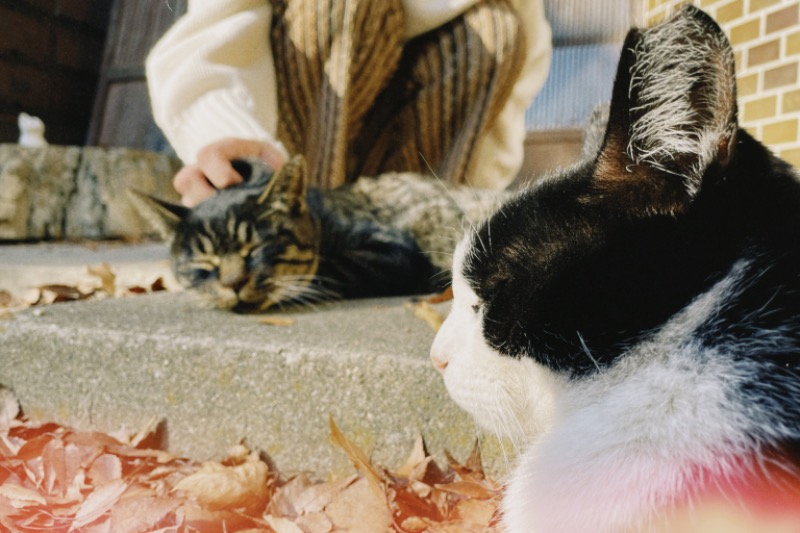 Kazuki_Fujikawaさんの"サウナパーク" さいたま桃月園キャンプ場のサ活写真