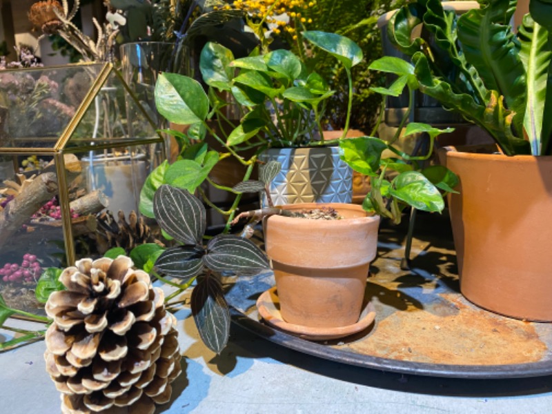 たかしさんのおふろcafé ハレニワの湯のサ活写真