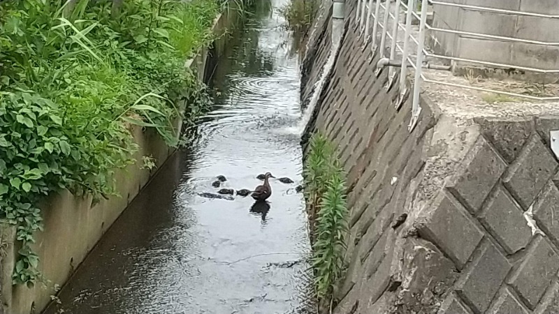 CoHoKaのキクさんの金城温泉元湯のサ活写真