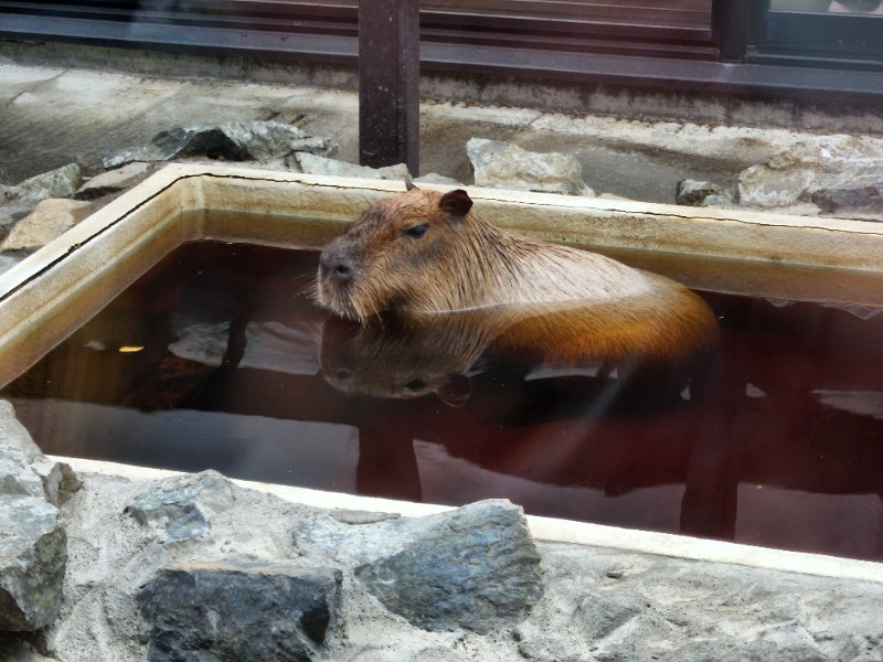 摂氏１７℃®️さんの石狩天然温泉 番屋の湯のサ活写真