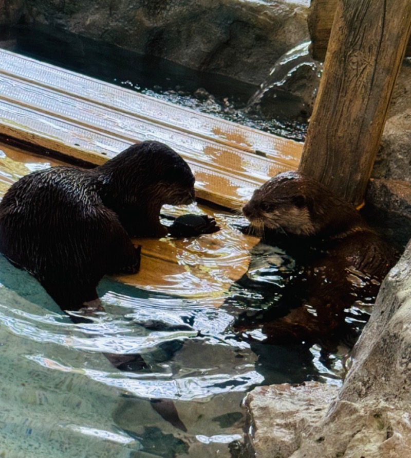 ｳﾗｹﾝさんのよみうりランド眺望温泉 花景の湯のサ活写真