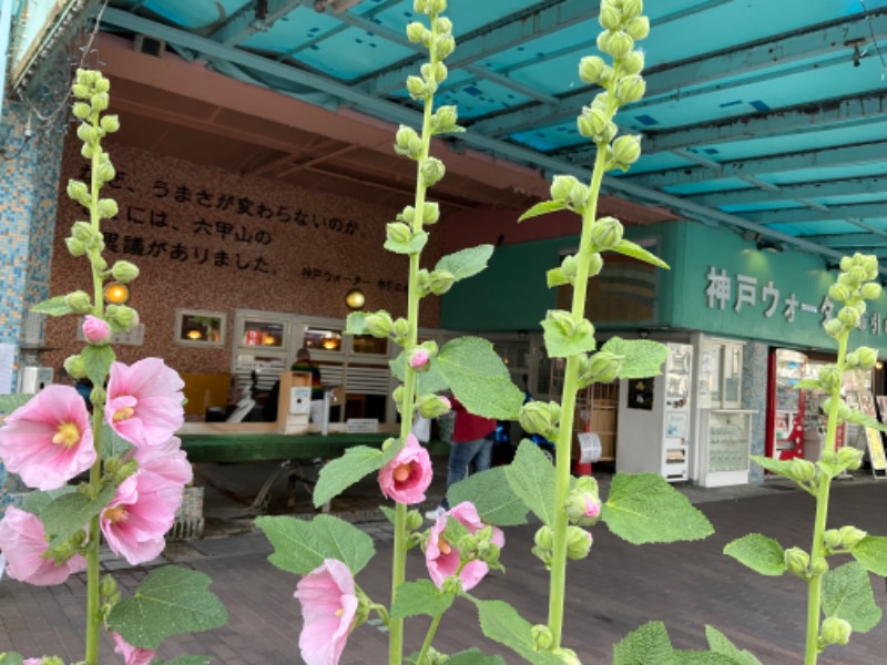 水野ちひろさんの神戸クアハウスのサ活写真